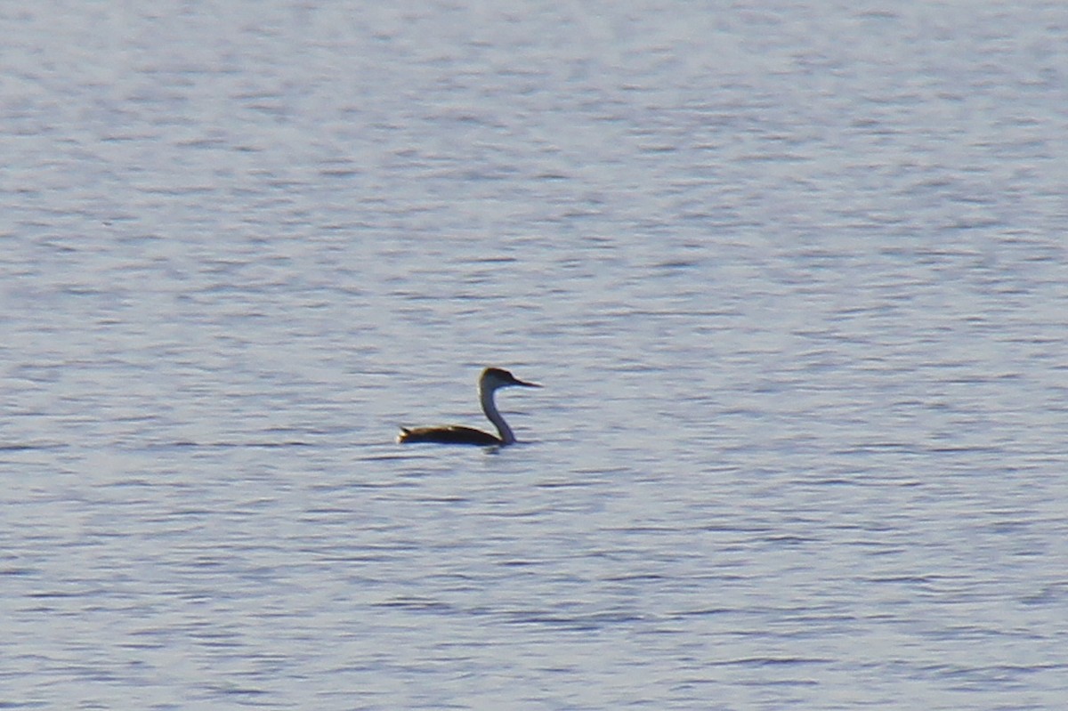 Western Grebe - ML648728372