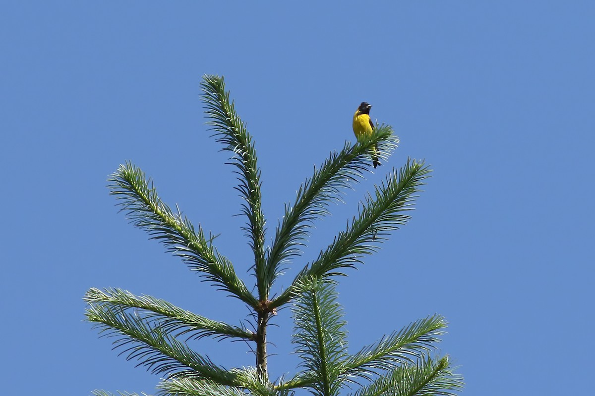 Schwarzbrustzeisig - ML648728405