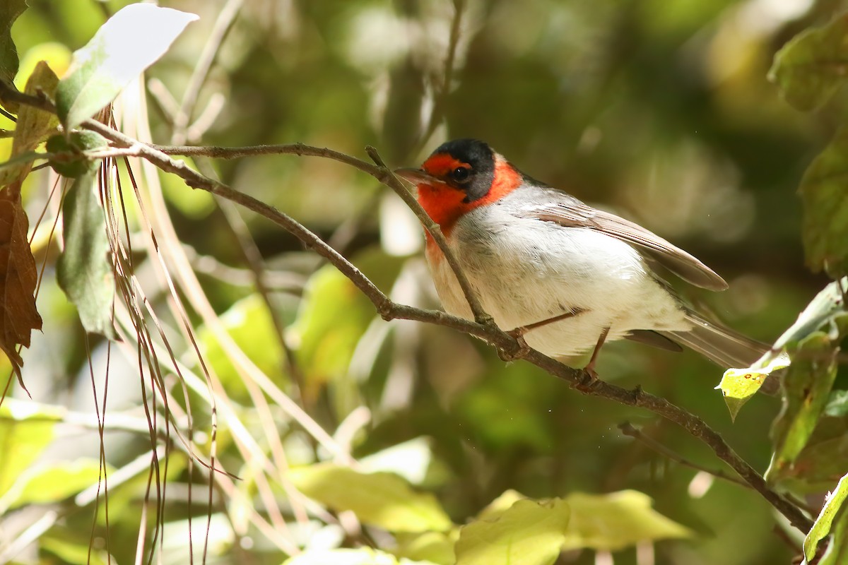 Dreifarben-Waldsänger - ML648728454