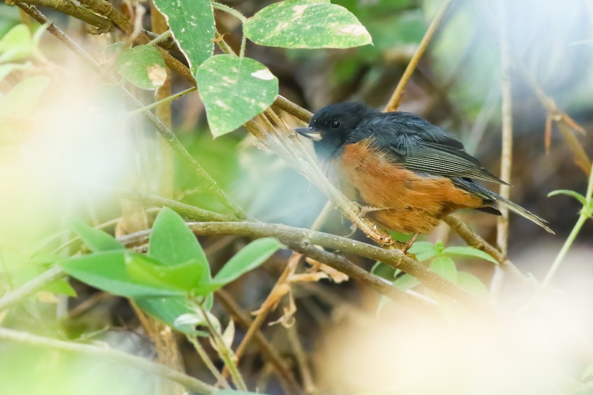 Zimtbauch-Hakenschnabel - ML648728462