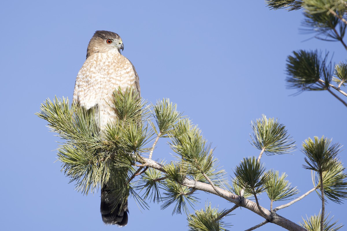 Куперов ястреб - ML648728480