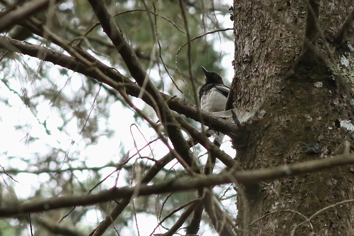 Aztekendrossel - ML648728629