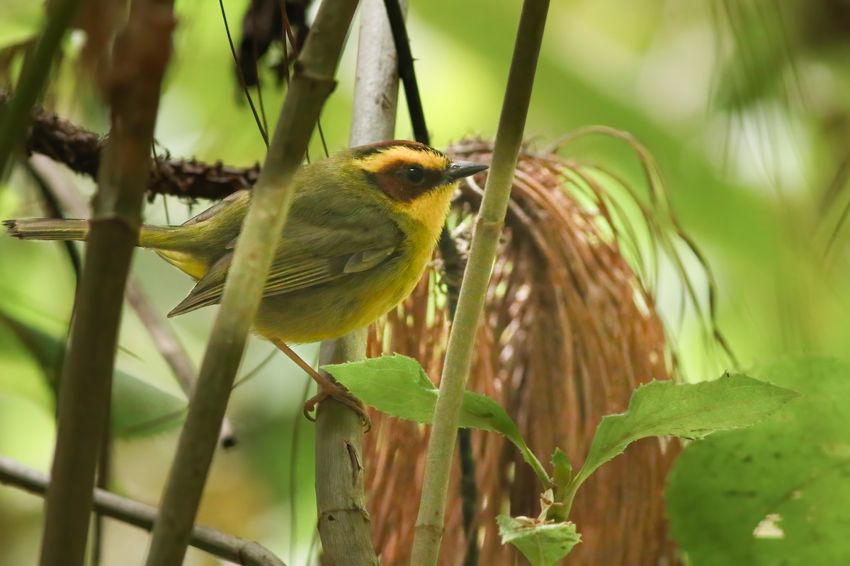 Goldstreif-Waldsänger - ML648728692