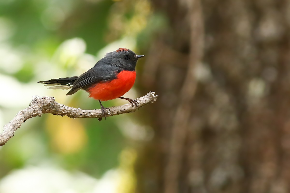 Larvenwaldsänger - ML648728711