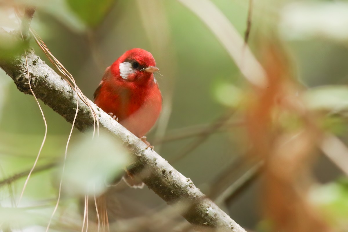 Purpurwaldsänger - ML648728719