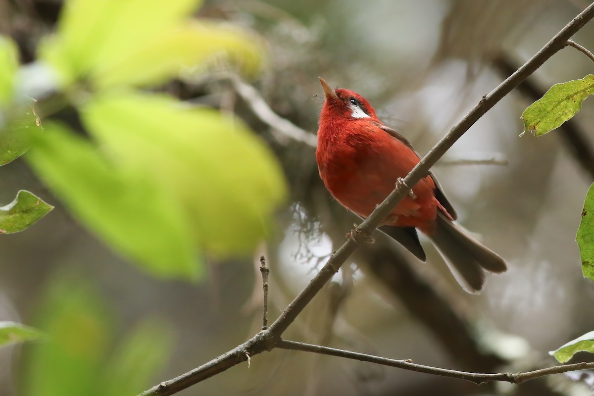 Purpurwaldsänger - ML648728720