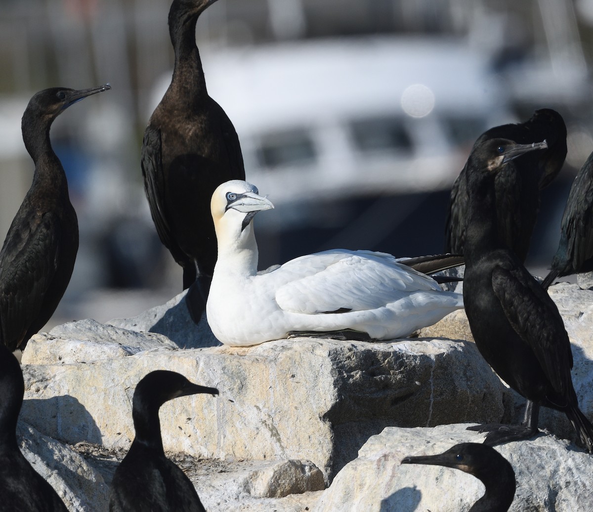 Northern Gannet - ML648728789