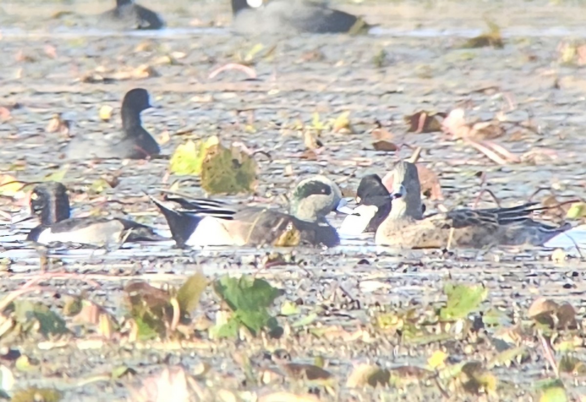 アメリカヒドリ - ML648728831