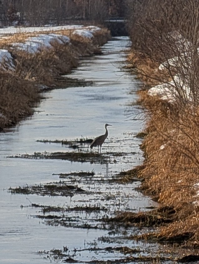 Kanadakranich - ML648728884