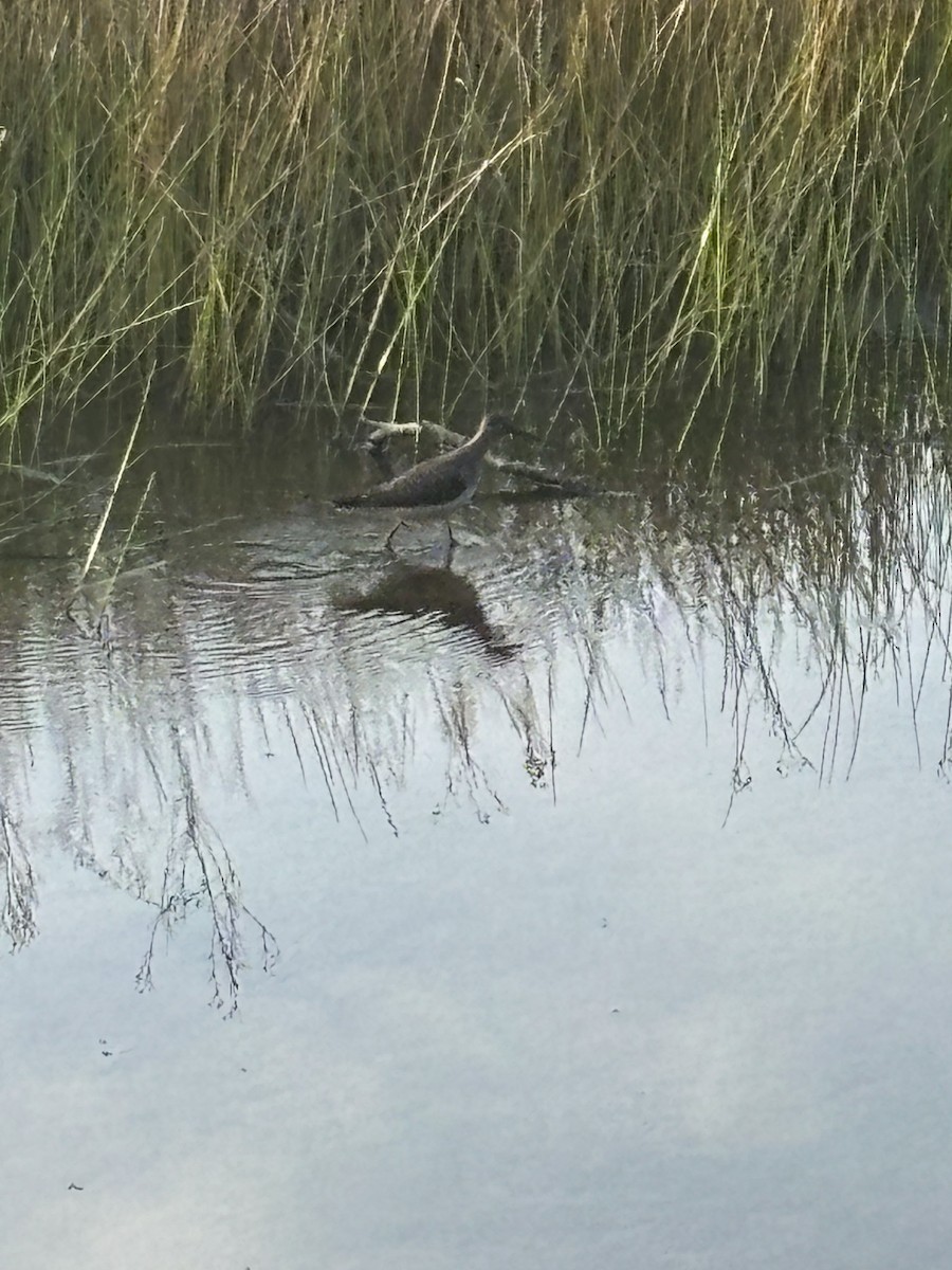 コシグロクサシギ - ML648729369