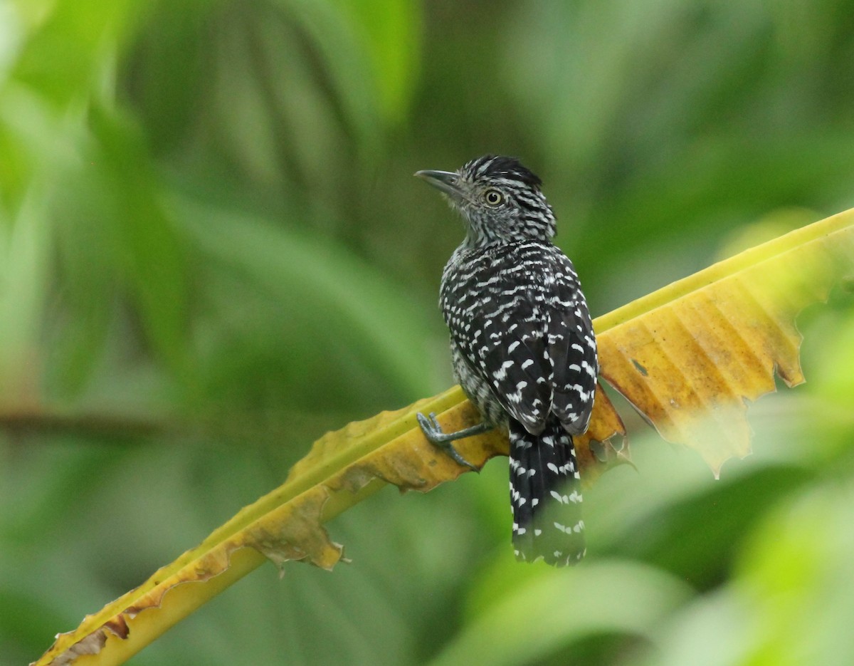 Batará Barrado - ML648729598