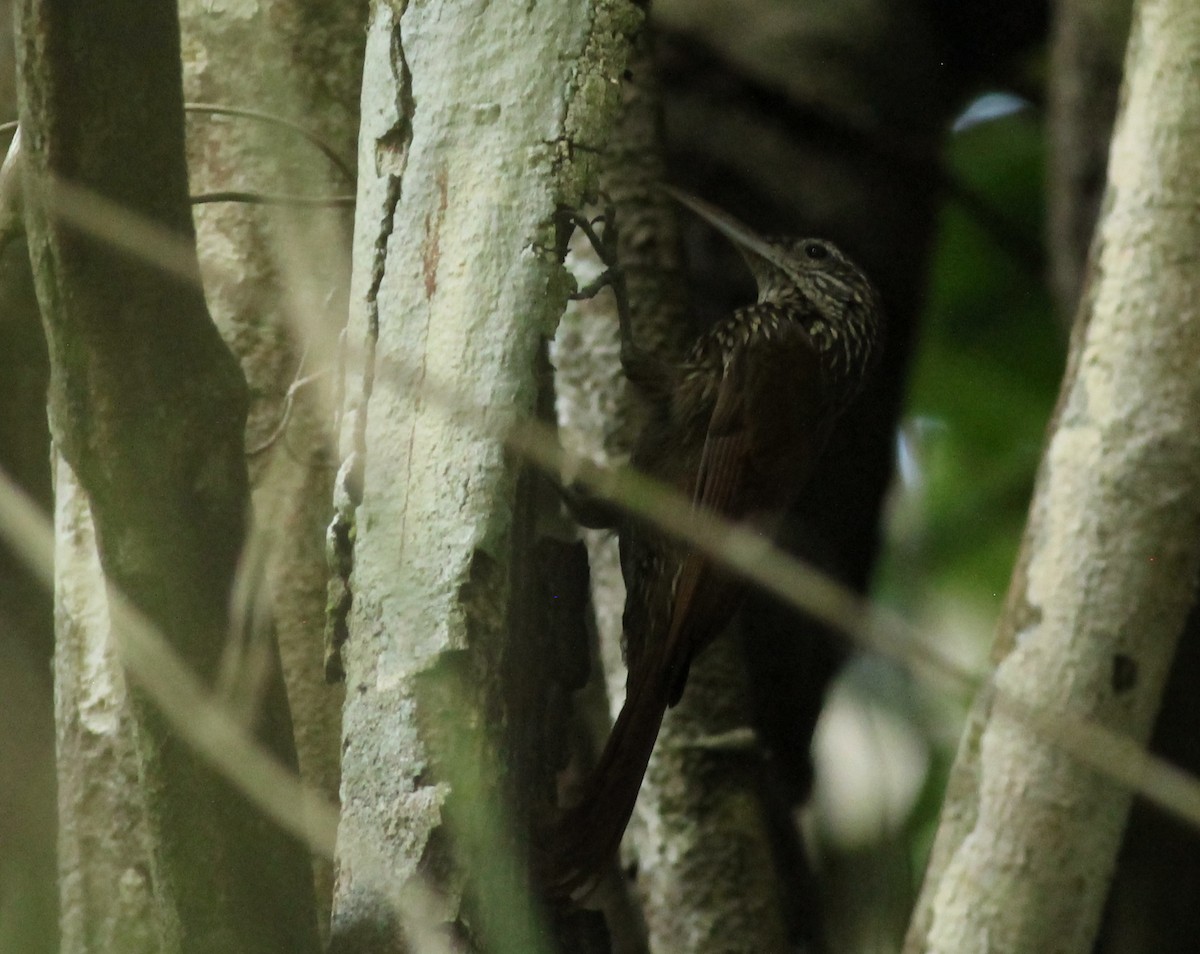 Trepatroncos Picomarfil - ML648729613