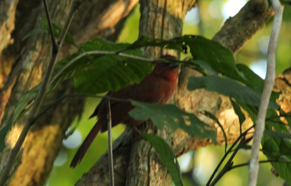 Habia Coronirroja - ML648729616