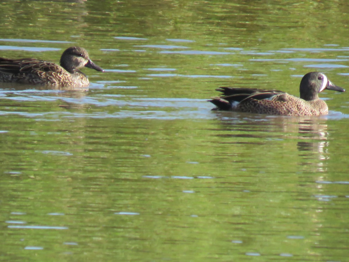 Marzaiola americana - ML648729622