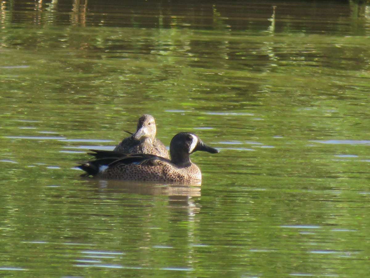 Marzaiola americana - ML648729626