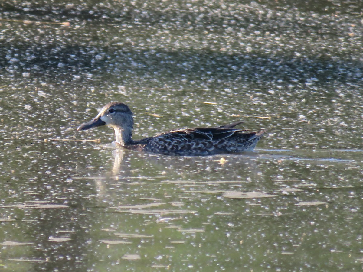 Marzaiola americana - ML648729628