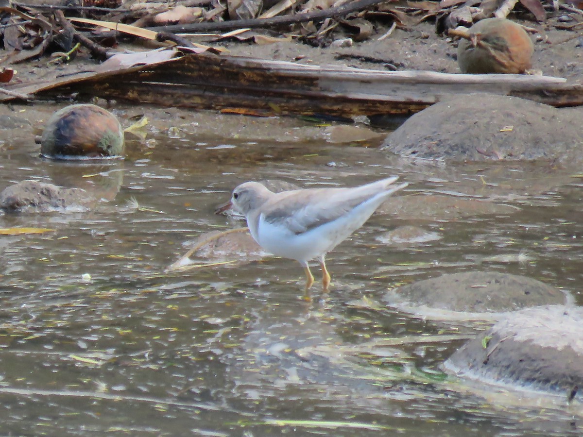 Piro piro macchiato - ML648729664