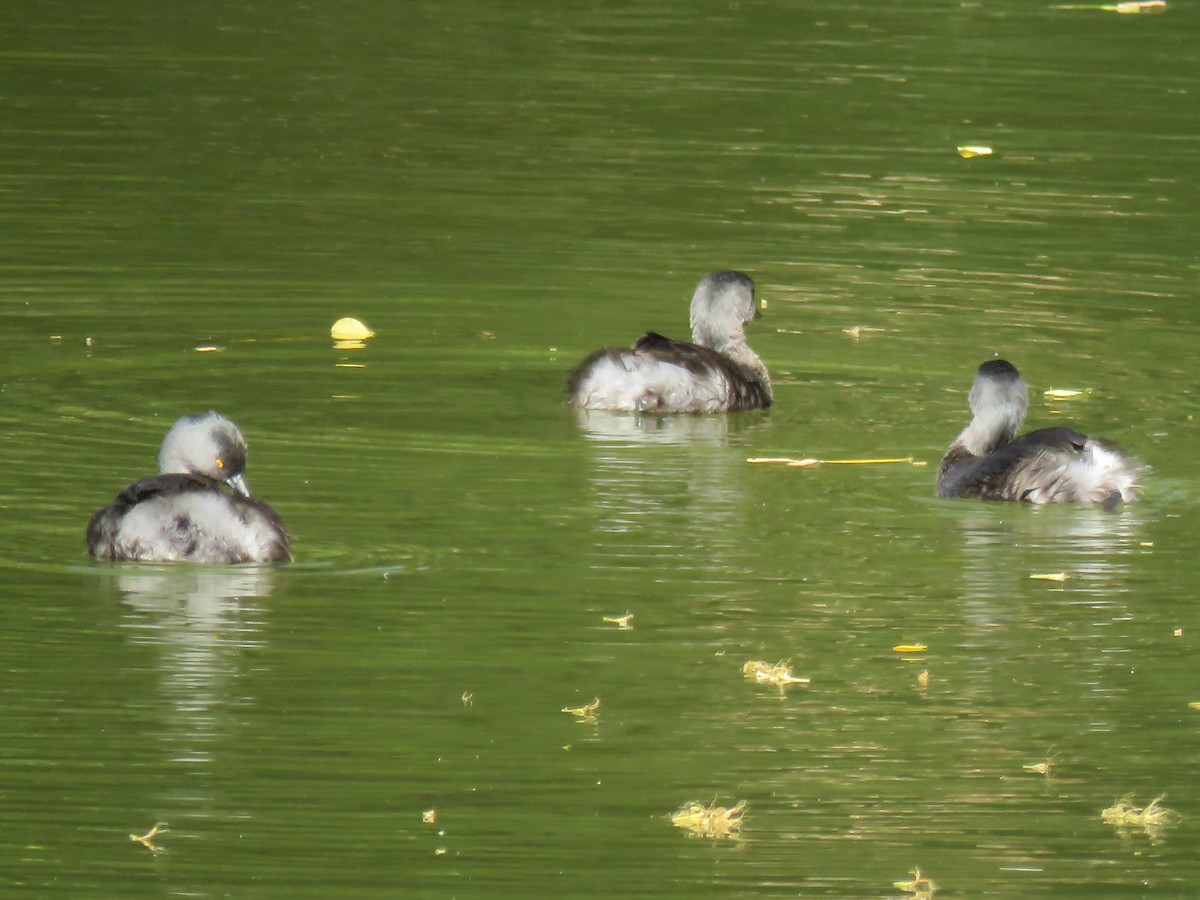 Least Grebe - ML648729685