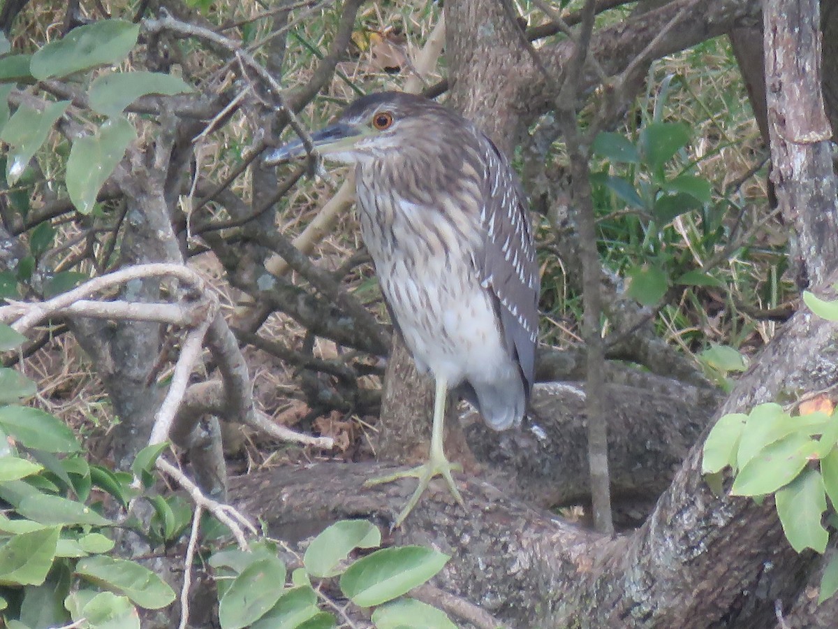 Nitticora - ML648729694