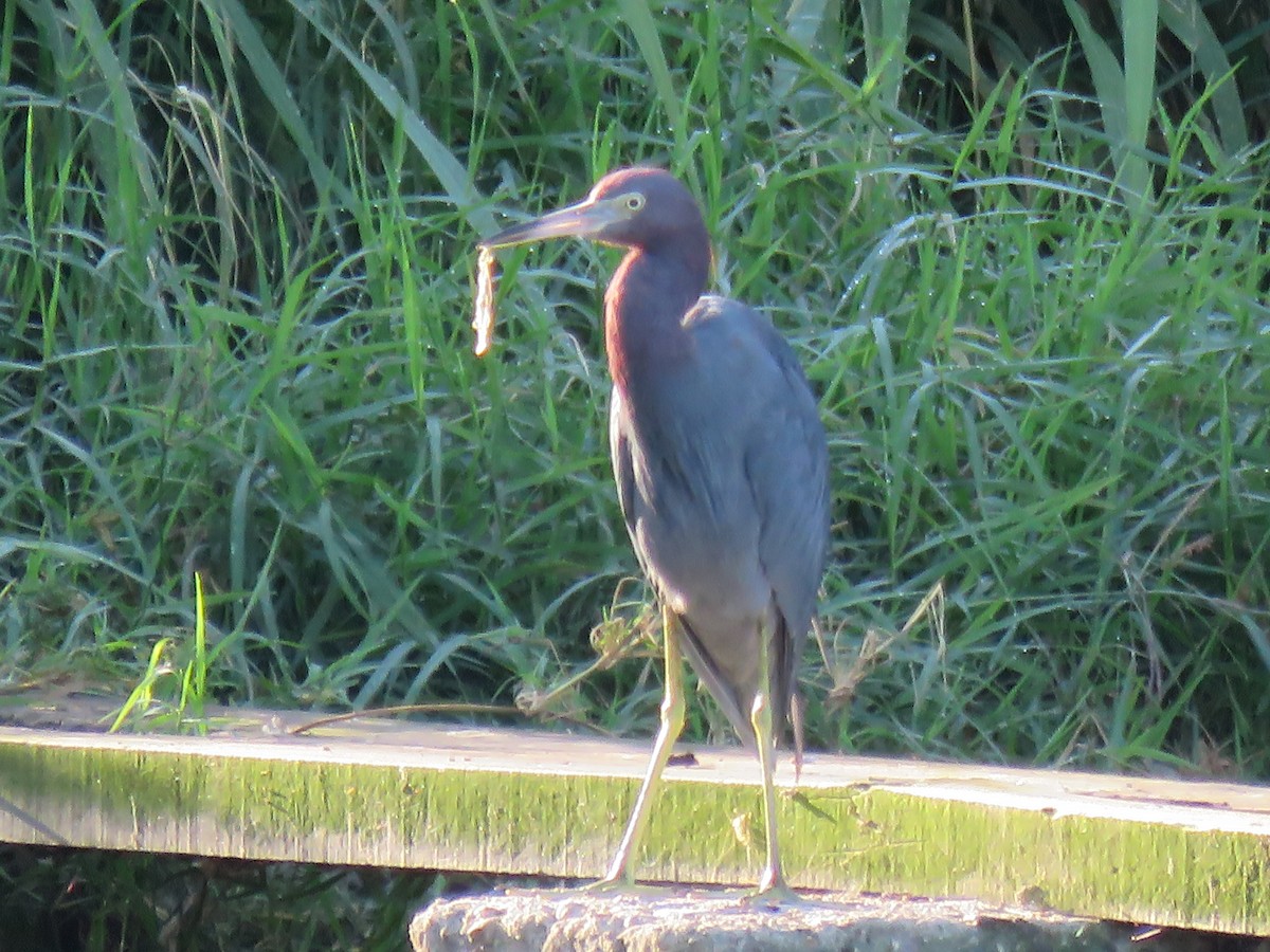 Little Blue Heron - ML648729701