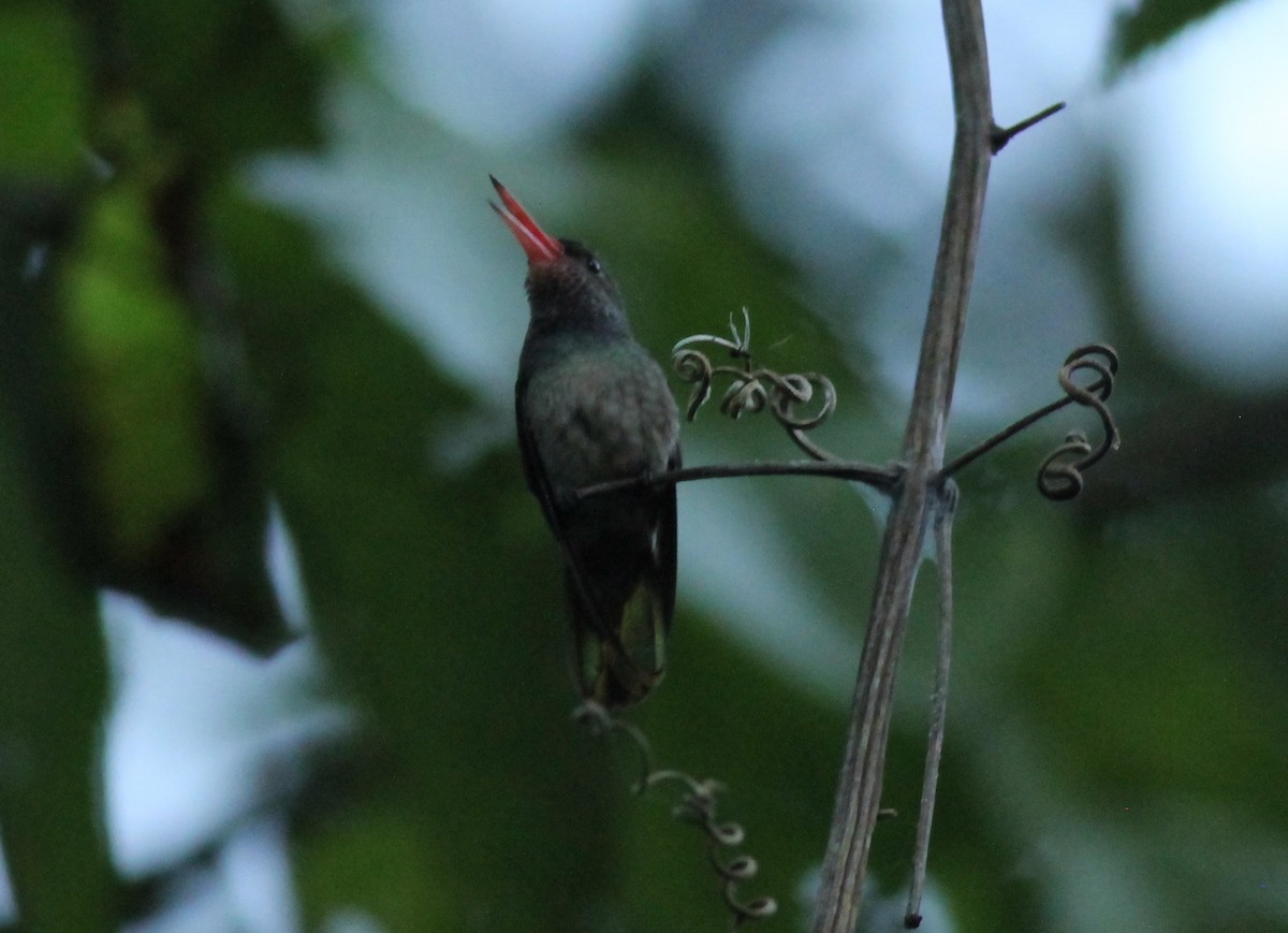 Zafiro de Elicia - ML648729709