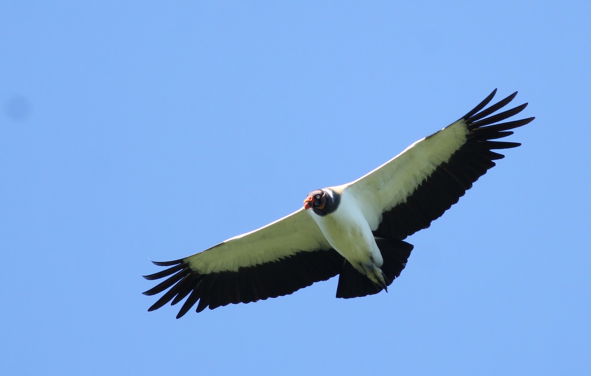 Zopilote Rey - ML648729718