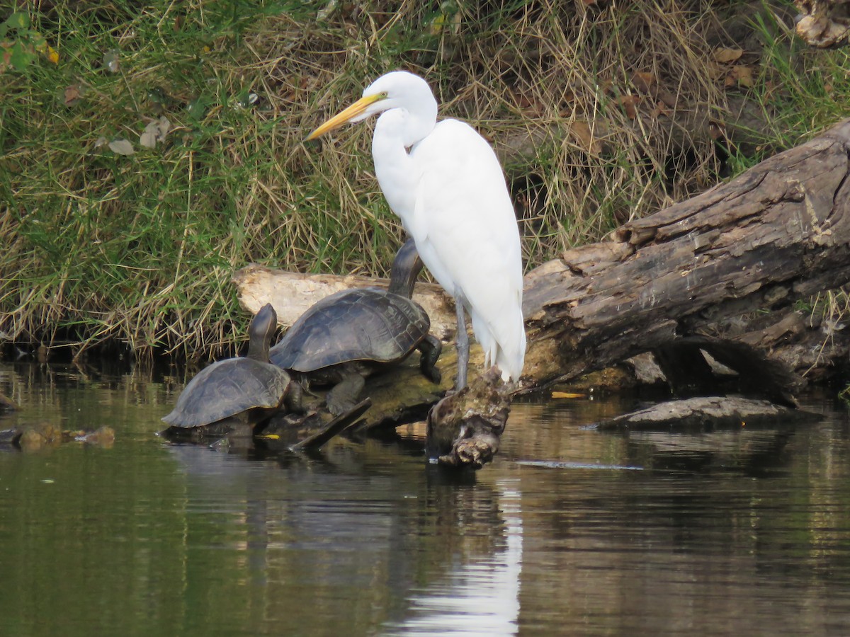Airone bianco maggiore - ML648729722