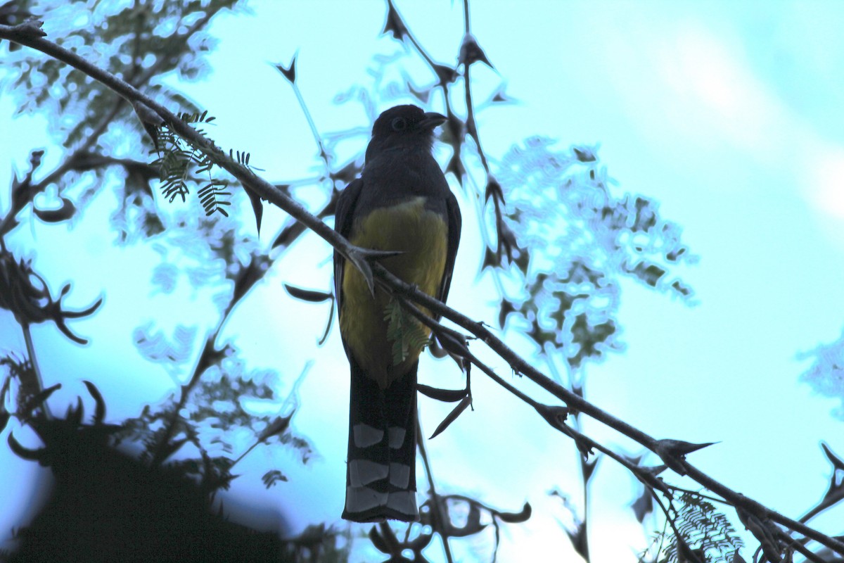 Trogón Cabecinegro - ML648729725