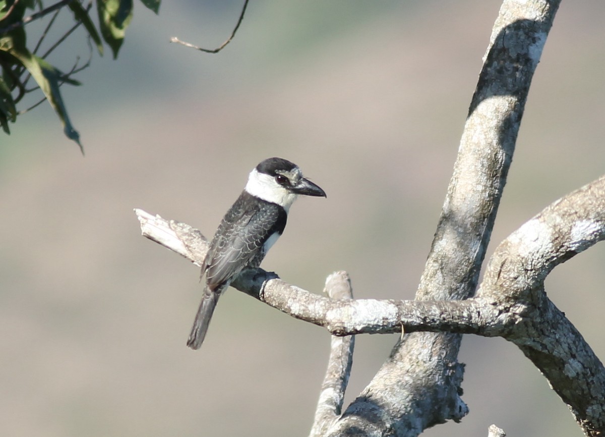 Buco Picogordo Occidental - ML648729748