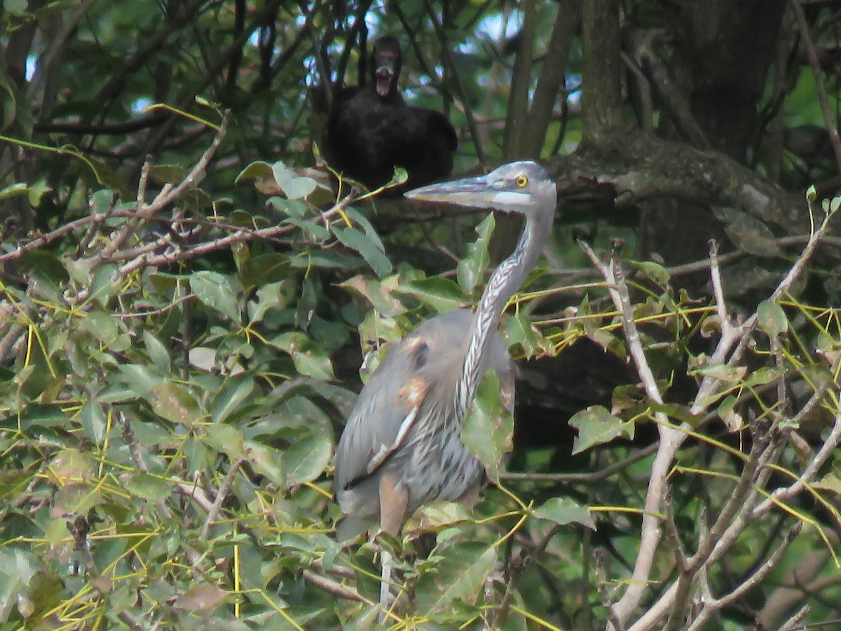 Great Blue Heron - ML648729754