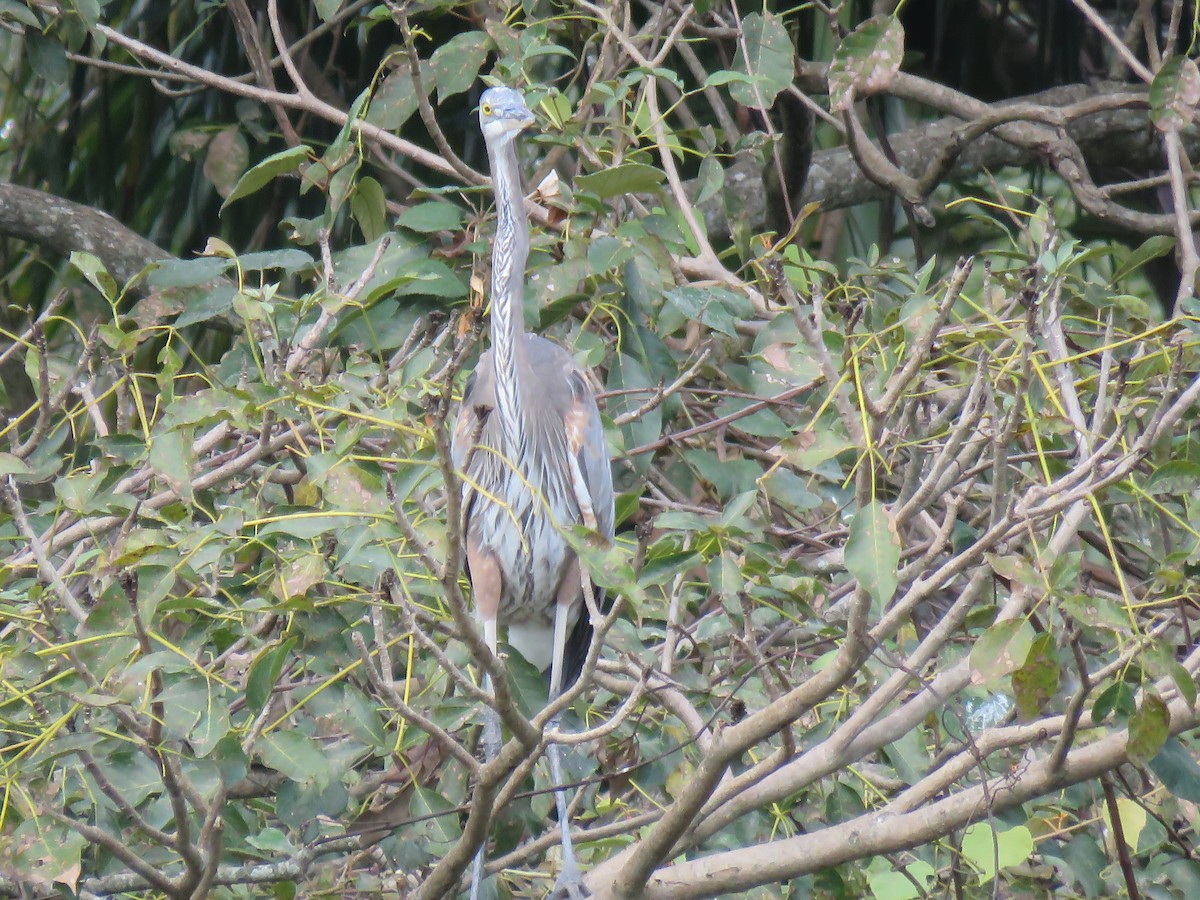 Great Blue Heron - ML648729758