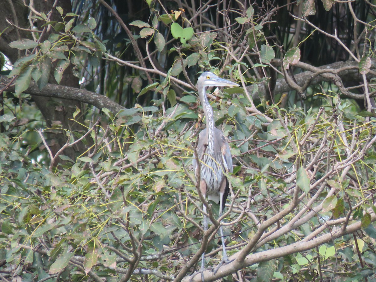 Great Blue Heron - ML648729759