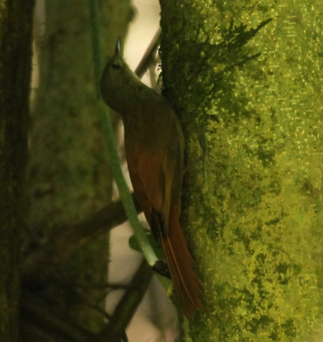 Trepatroncos Oliváceo - ML648729762