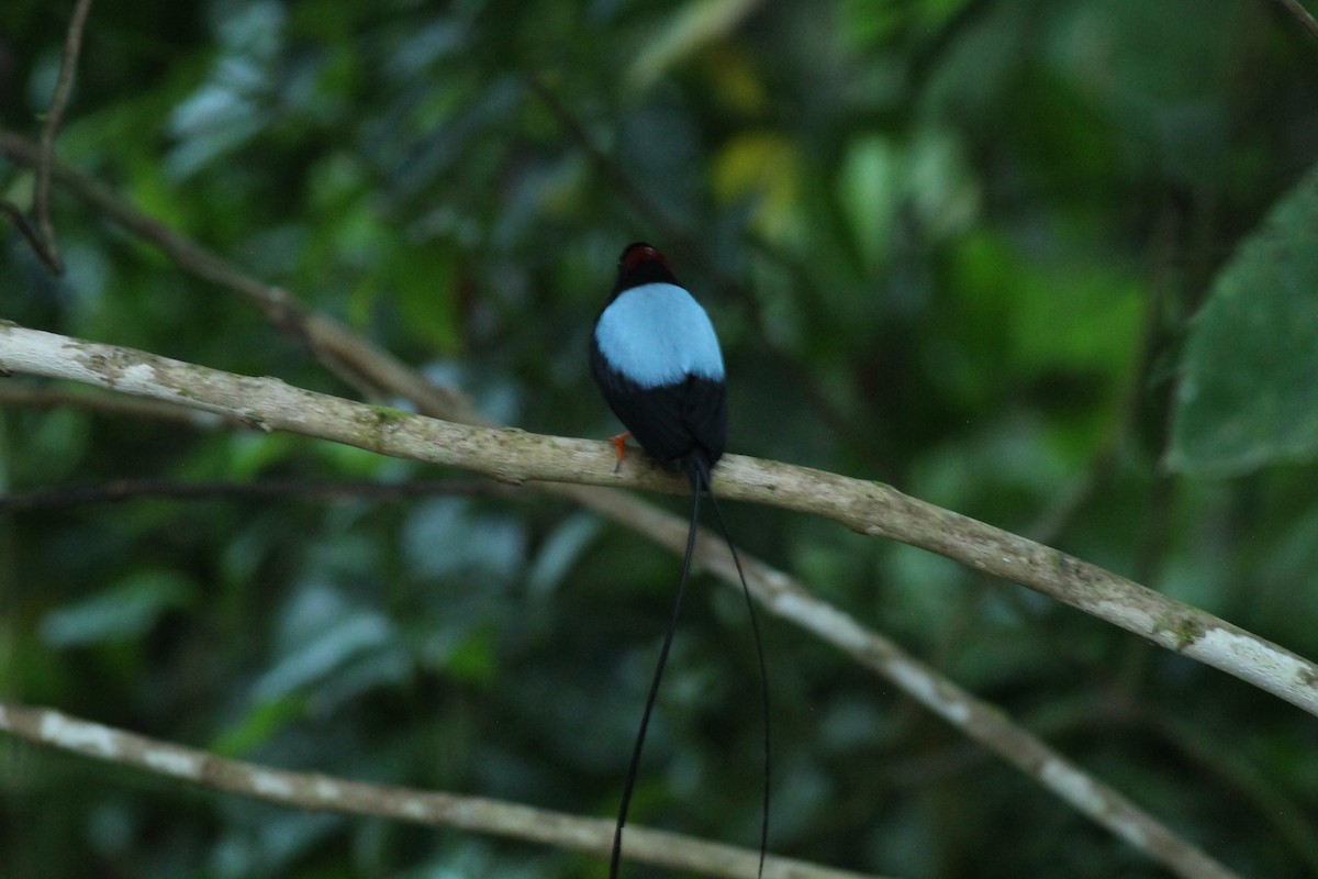 Saltarín Colilargo - ML648729764