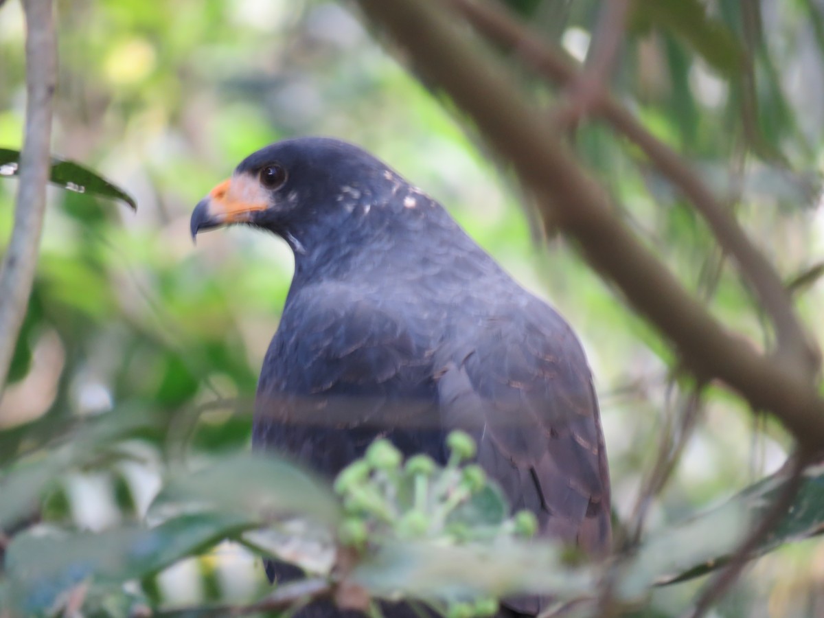 Common Black Hawk - ML648729769