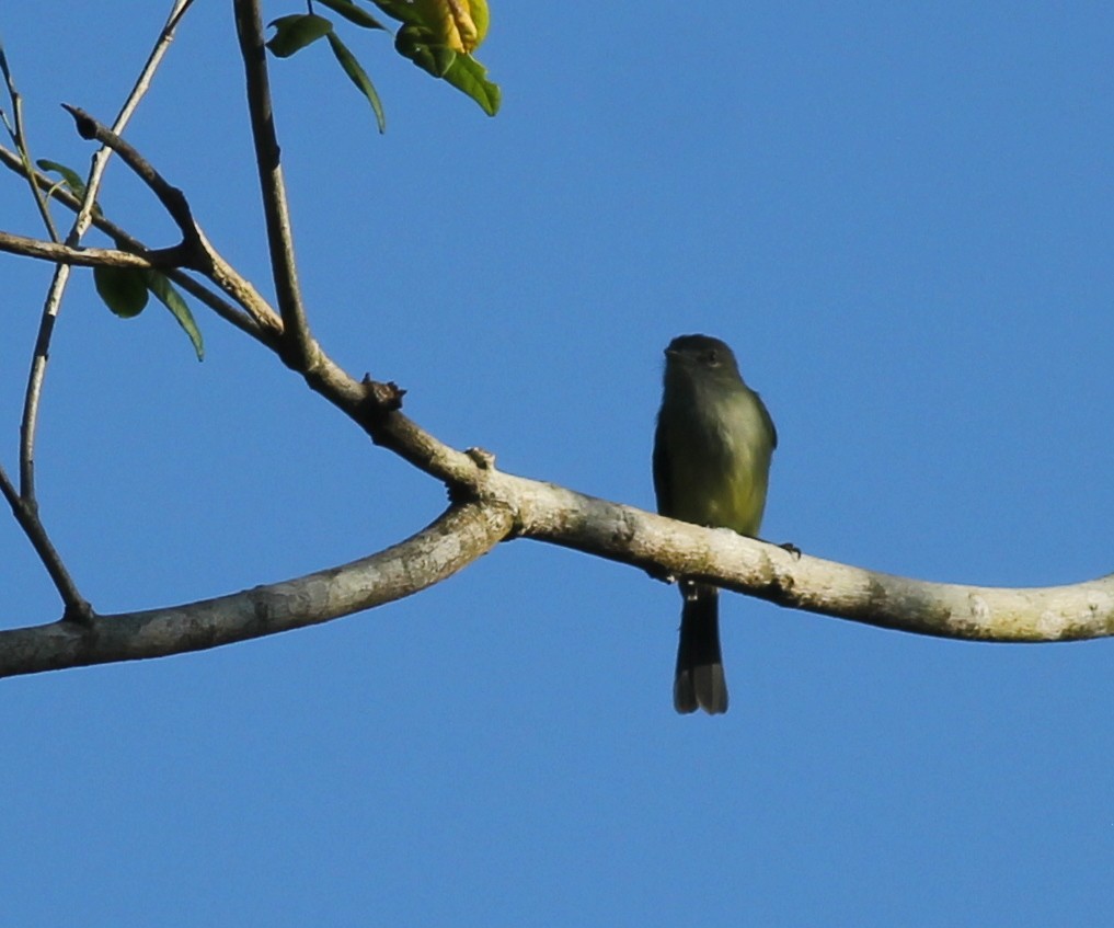 Fiofío Verdoso - ML648729776