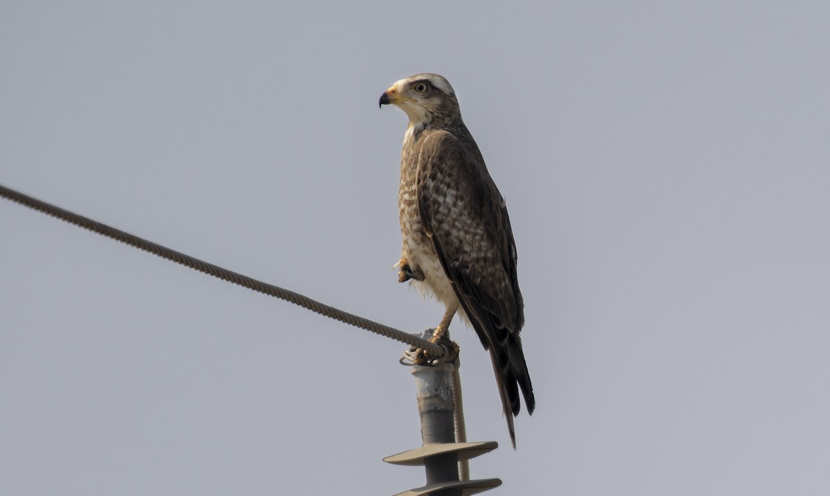 White-eyed Buzzard - ML648729778