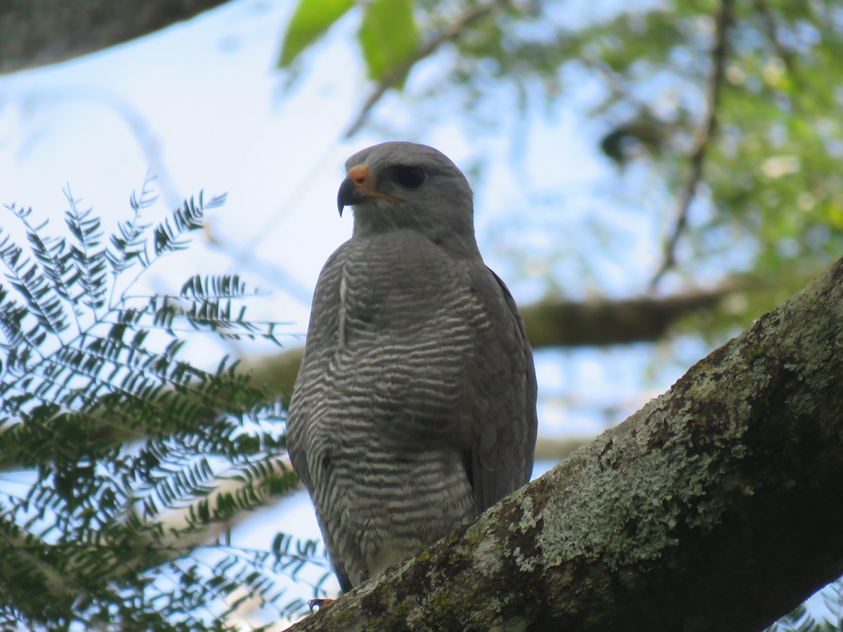 Gray Hawk - ML648729782