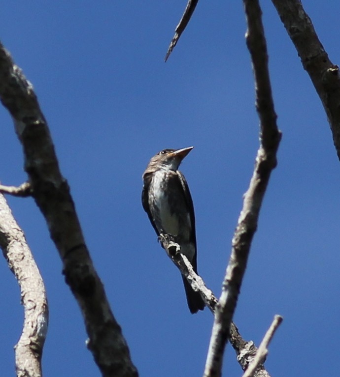 jakkepivi - ML648729784