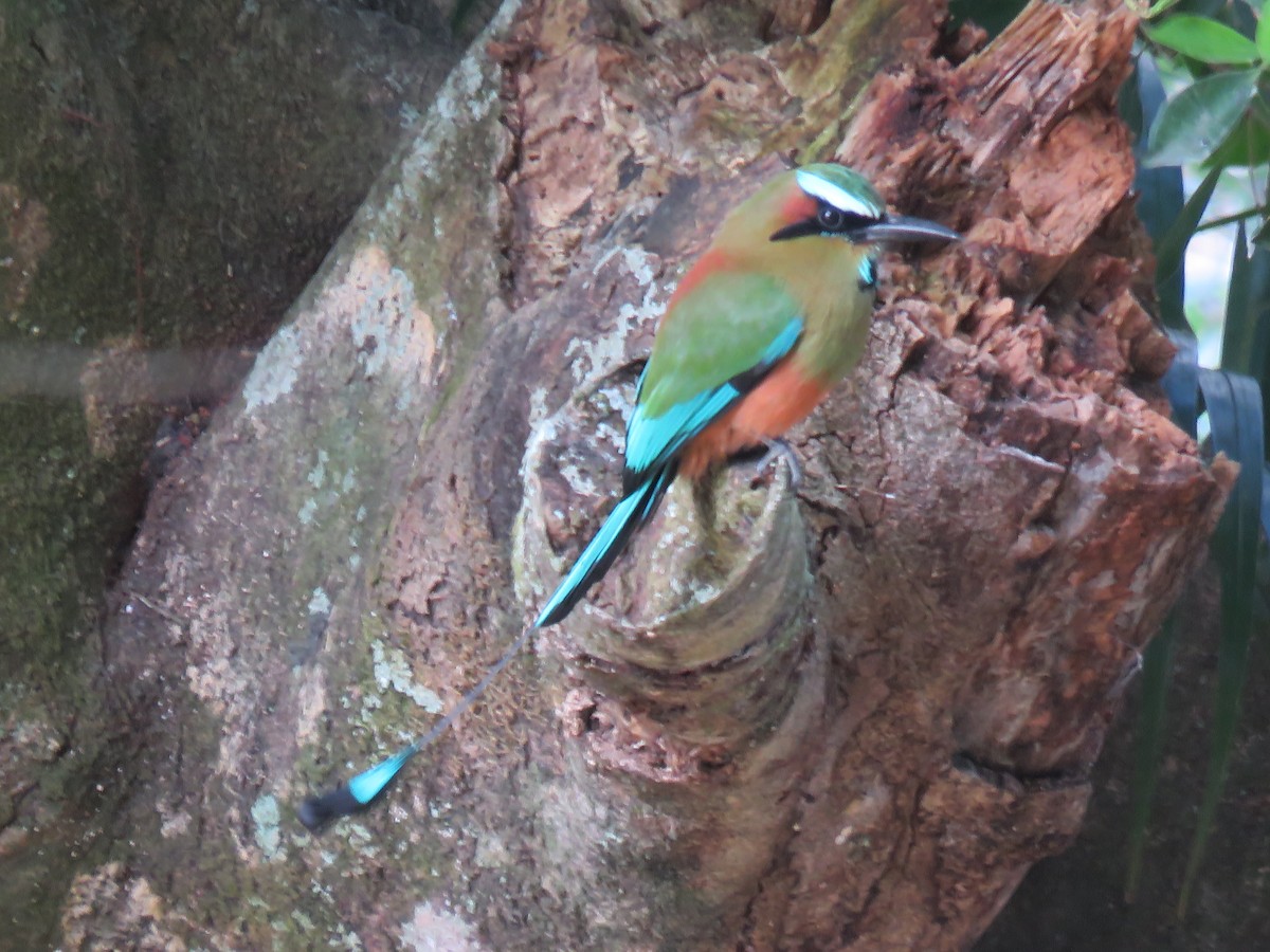 Turquoise-browed Motmot - ML648729797