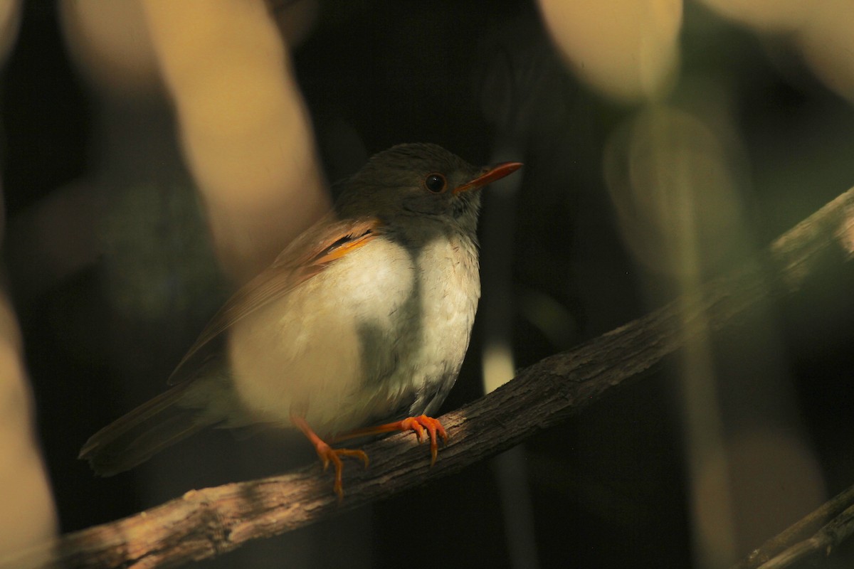 Zorzalito Piquigualdo - ML648729803