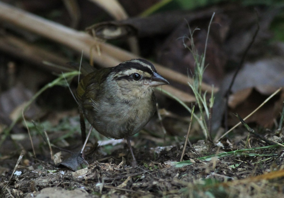 Cerquero Oliváceo - ML648729807