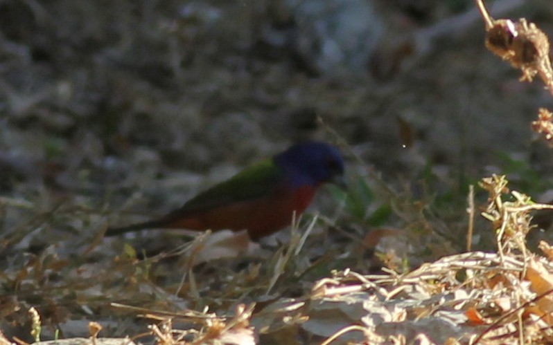 Azulillo Sietecolores - ML648729826