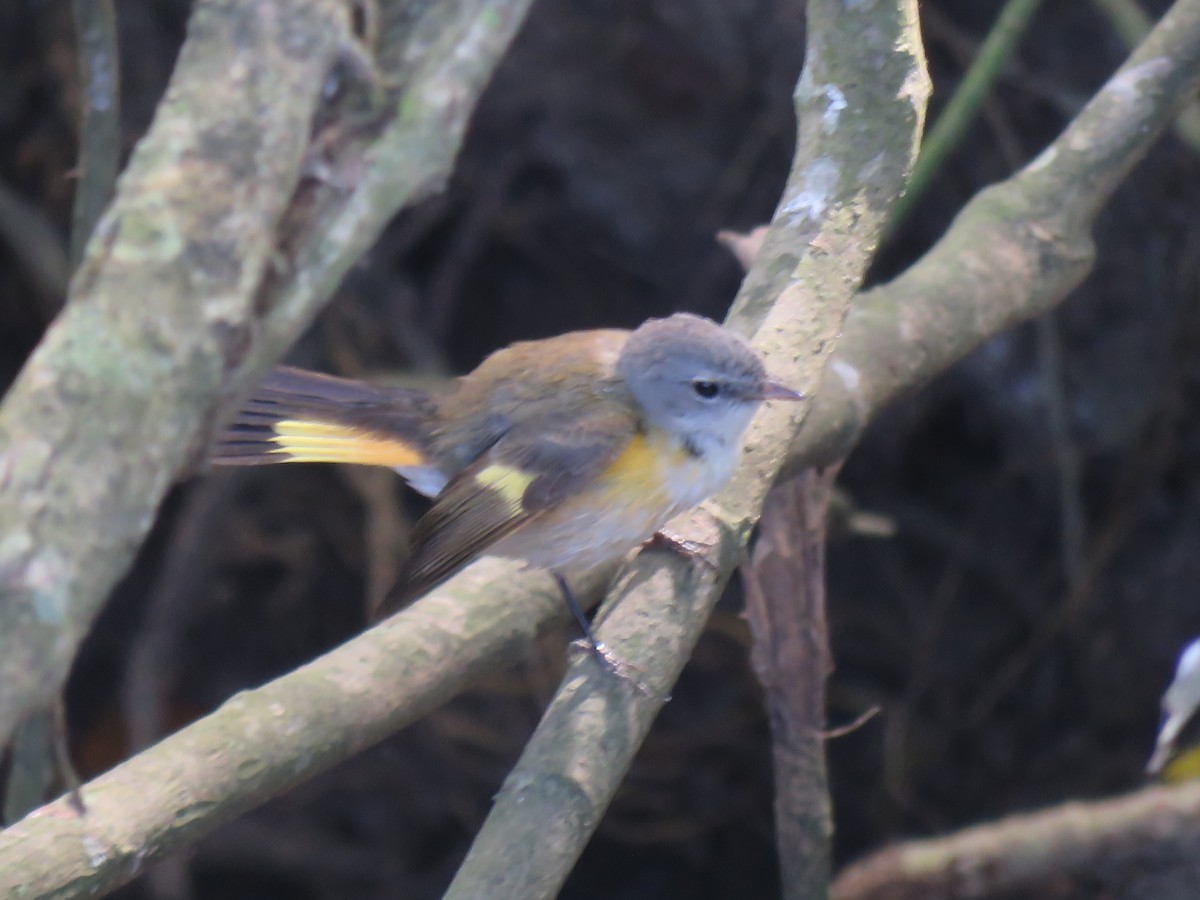 American Redstart - ML648729833