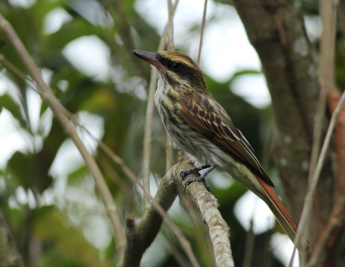 Bienteveo Rayado - ML648729837