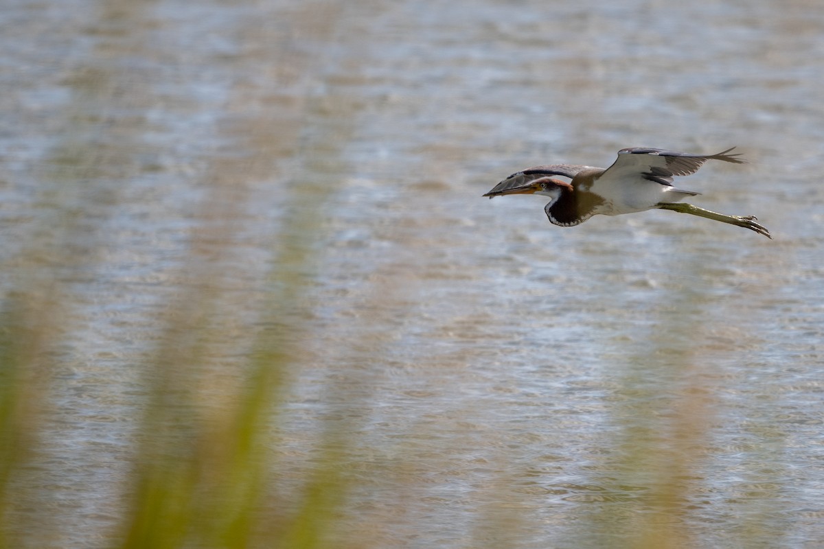 Tricolored Heron - ML648729839