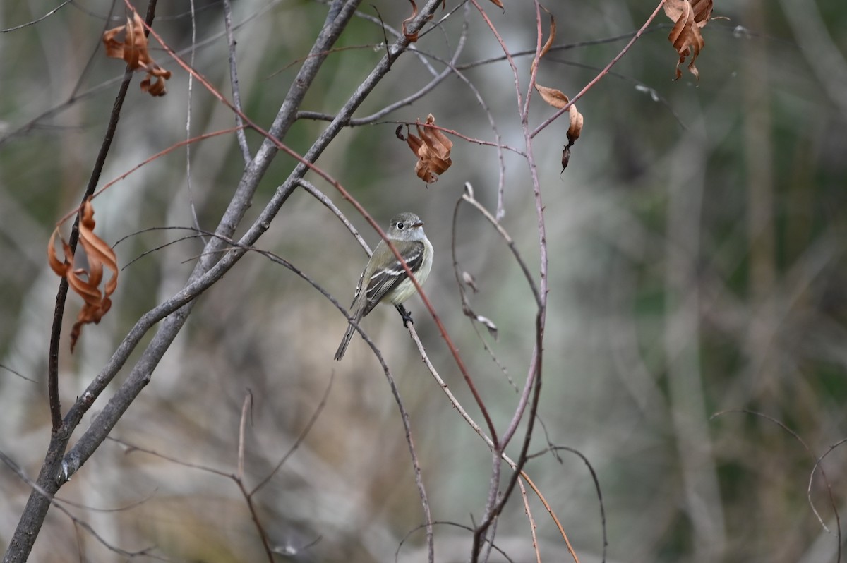 Least Flycatcher - ML648730058
