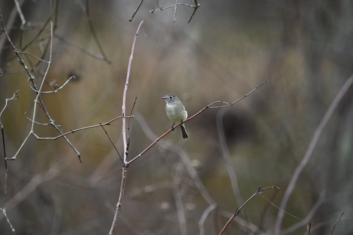 Least Flycatcher - ML648730059