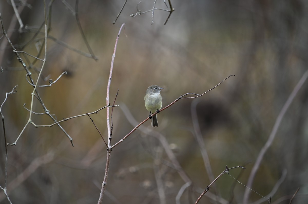Least Flycatcher - ML648730060