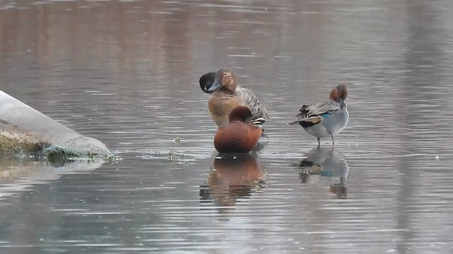 Murgilari bizkarzuria - ML648730087